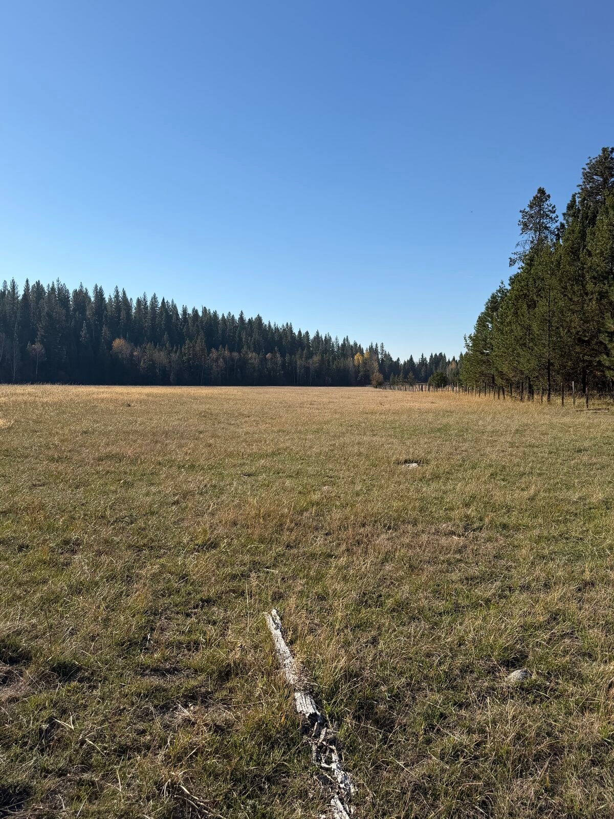Open meadow running into the timber wall